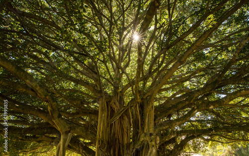 Sun shining through a banyan tree