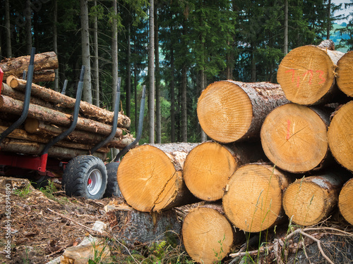 Timber loading in the forest