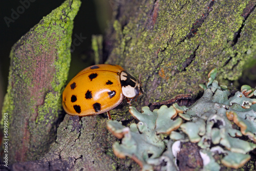 Harlequin ladybird (Harmonia axyridis) macro.