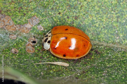 Harlequin ladybird (Harmonia axyridis) macro. photo