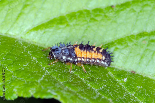 Larva of Harmonia axyridis Harlequin ladybug on leaf.