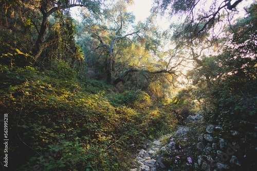 View of hiking trail from Paleokastritsa to Lakones, Old Donkey path, Corfu, Kerkyra, Greece, Ionian sea islands, with olive grove forest and mountains, in a summer sunny day, trekking on Corfu