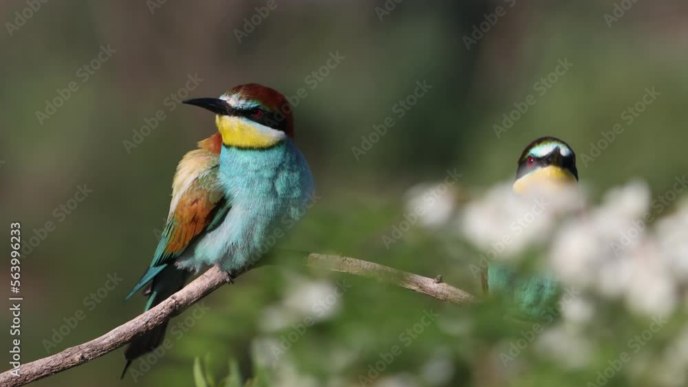 bee-eaters among spring flowering branches bee-eaters among spring flowering branches