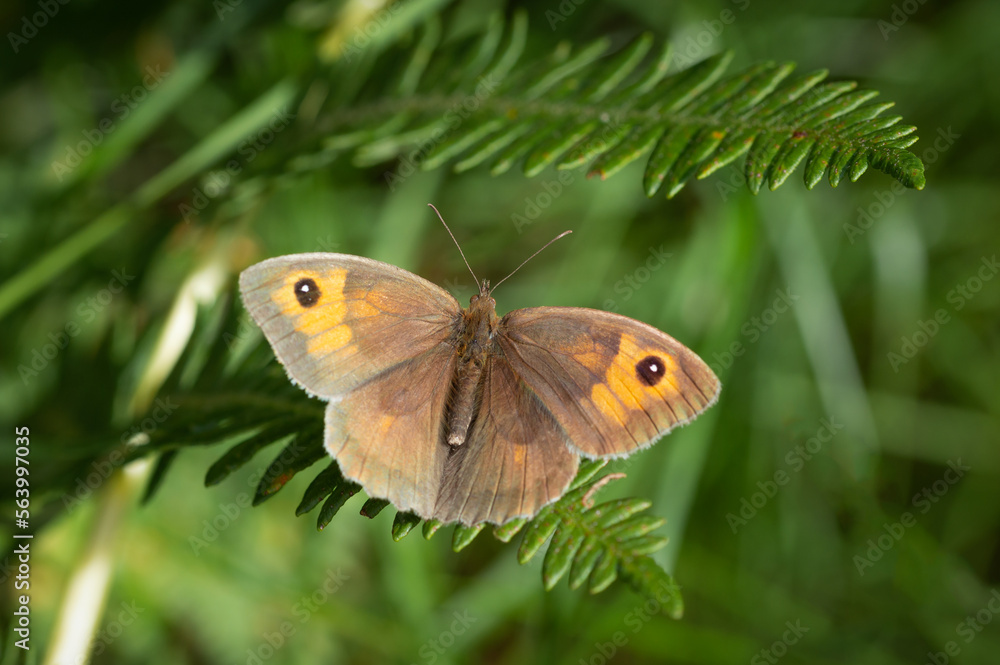 Meadow Brown butterfly posing a fern Meadow Brown butterfly posing a fern