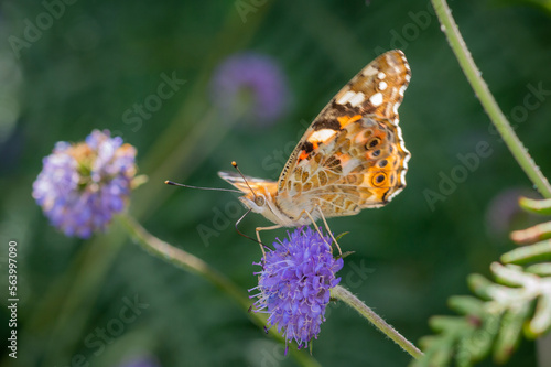 Painted Lady butterfly posing on Devil's-bit Scabious