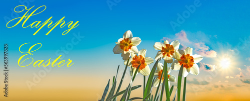Fototapeta Naklejka Na Ścianę i Meble -  Happy Easter - Fresh spring daffodils against blue sky
