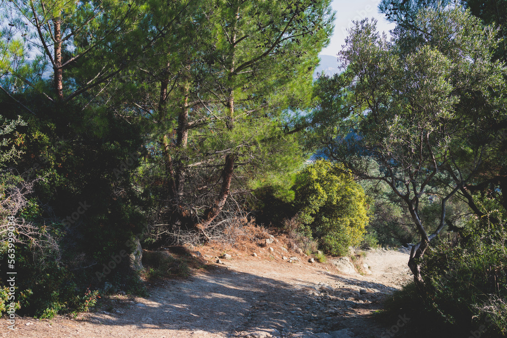 Fototapeta premium View of hiking trail from Paleokastritsa to Lakones, Old Donkey path, Corfu, Kerkyra, Greece, Ionian sea islands, with olive grove forest and mountains, in a summer sunny day, trekking on Corfu