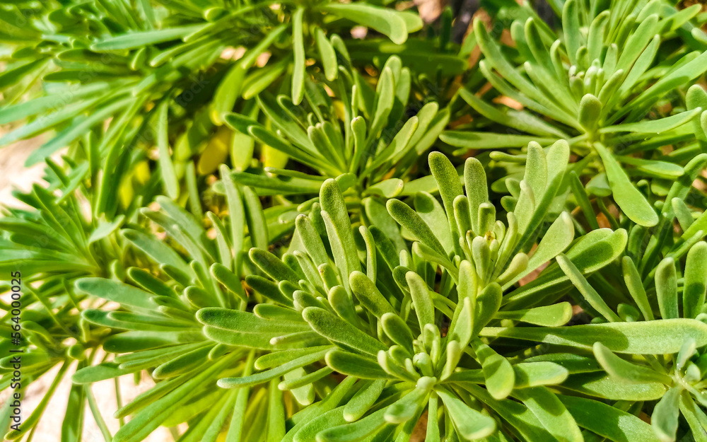 Green tropical caribbean beach plants flowers and trees in Mexico. Green tropical caribbean beach plants flowers and trees in Mexico.