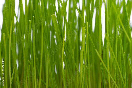 green grass isolated