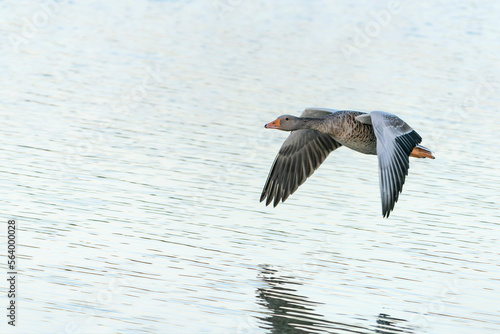 Greylag Goose (Anser anser)  in flight. Gelderland in the Netherlands.         
