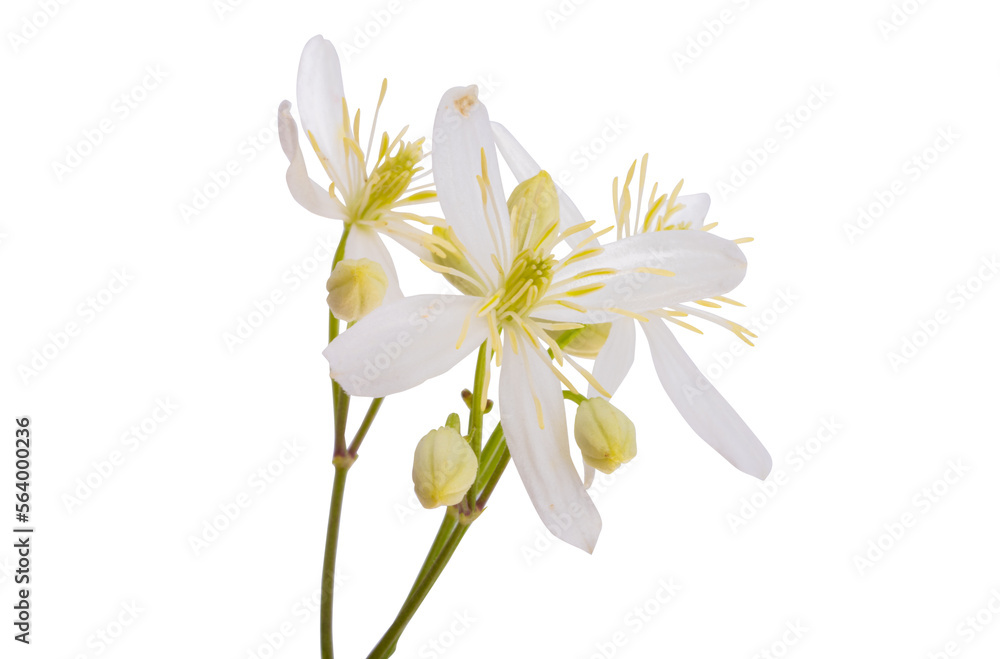 Naklejka premium honeysuckle flower isolated