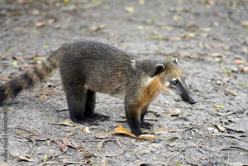 Cub of quati also known as South American coati in Brazilian ecological park photo