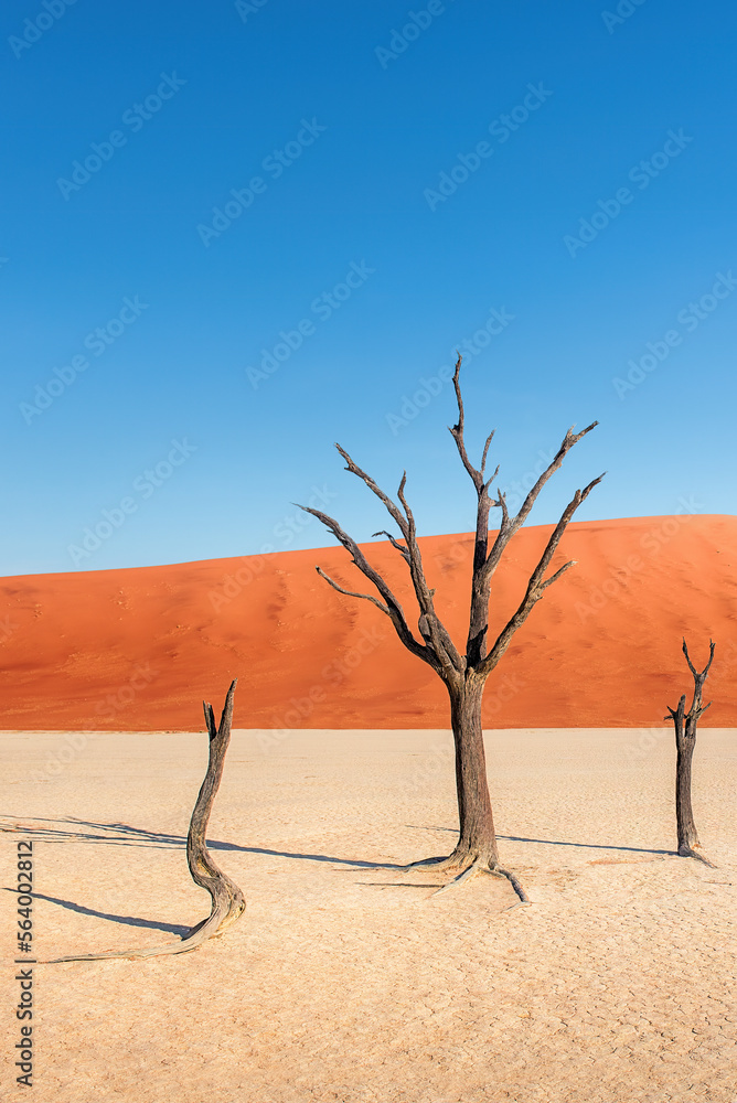 Deadvlei, Namibia, Africa. The trees, are believed to have died 600–700 years ago, are now black because the intense sun has scorched them.