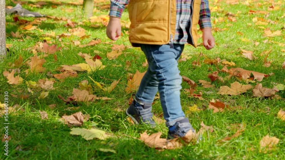 Slow motion of little baby boy in jeans walking in autumn park covered with fallen tree leaves.