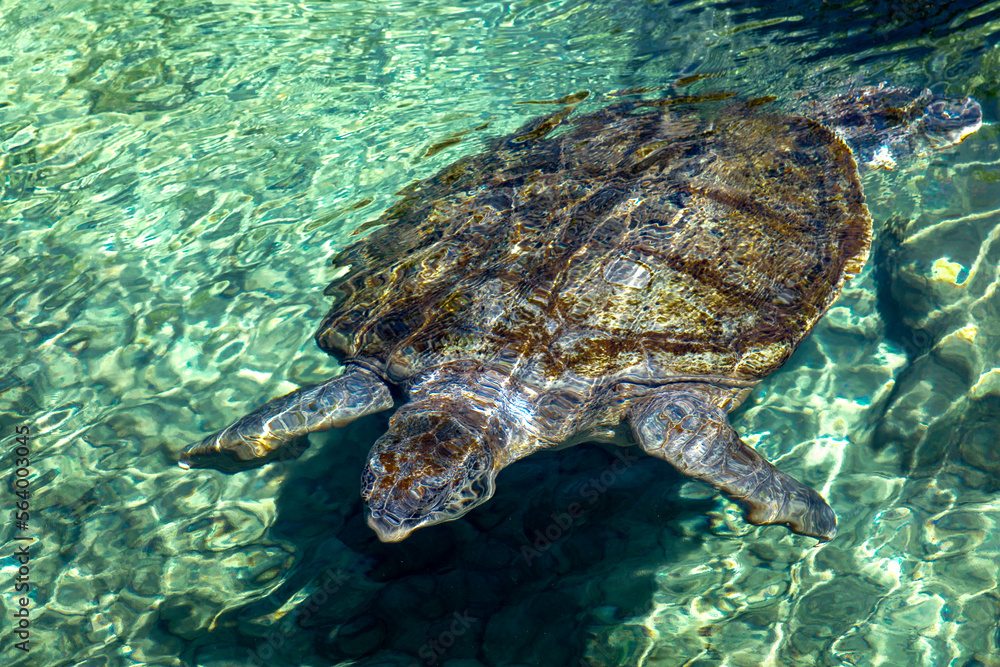 Obraz premium Sea turtle swimming in Xcaret in the Mayan Riviera of Mexico, this is a place for the breeding of this type of marine animals that come annually to the town of Akumal to lay their eggs on its beaches.