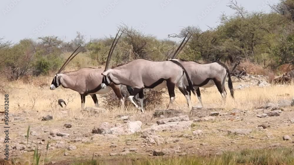 Eine Herde Oryx Antilopen im Etosha Nationalpark Namibia Eine Herde Oryx Antilopen im Etosha Nationalpark Namibia