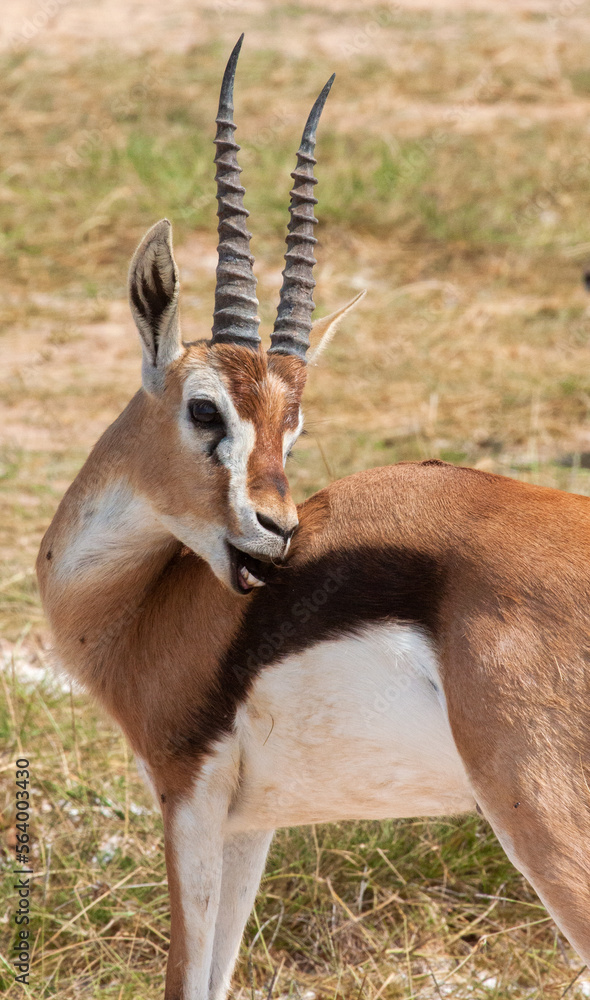 Grant's gazelle (Nanger granti) grooming Grant's gazelle (Nanger granti) grooming