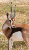 Grant's gazelle (Nanger granti) grooming