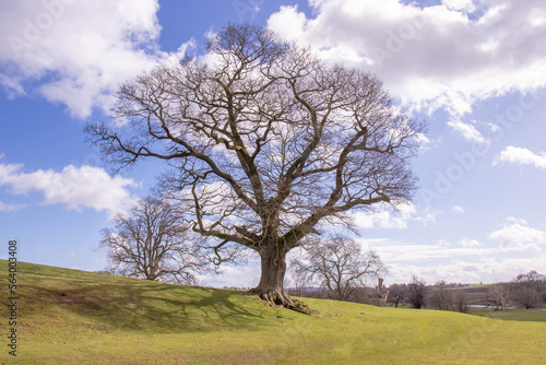 Oak tree on a hill.