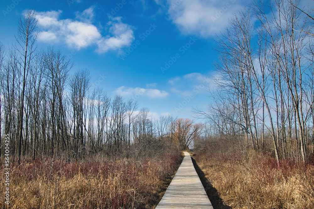 Under a partly cloudy blue sky on a snowless Winter day in Wisconsin, a wooden boardwalk passes through a marsh and forest of bare trees at Lion's Den Gorge, near Grafton.