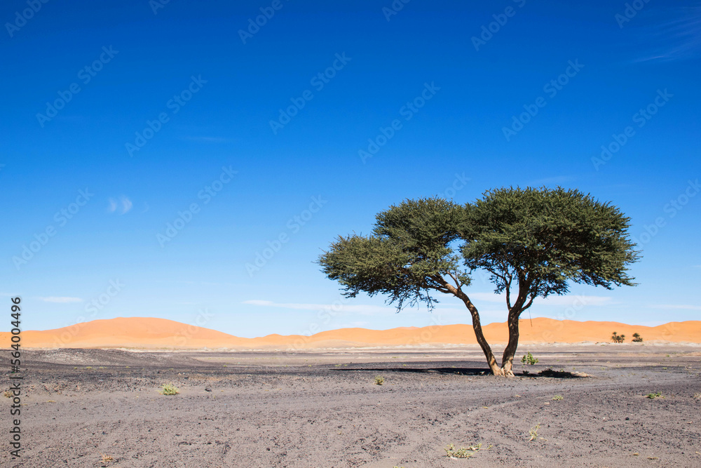 One acacia tree in the desert. Merzouga morocco. Black stone desert with sand dunes in the distance. Africe. Nature scene sahara. Scenic desert landscape. 