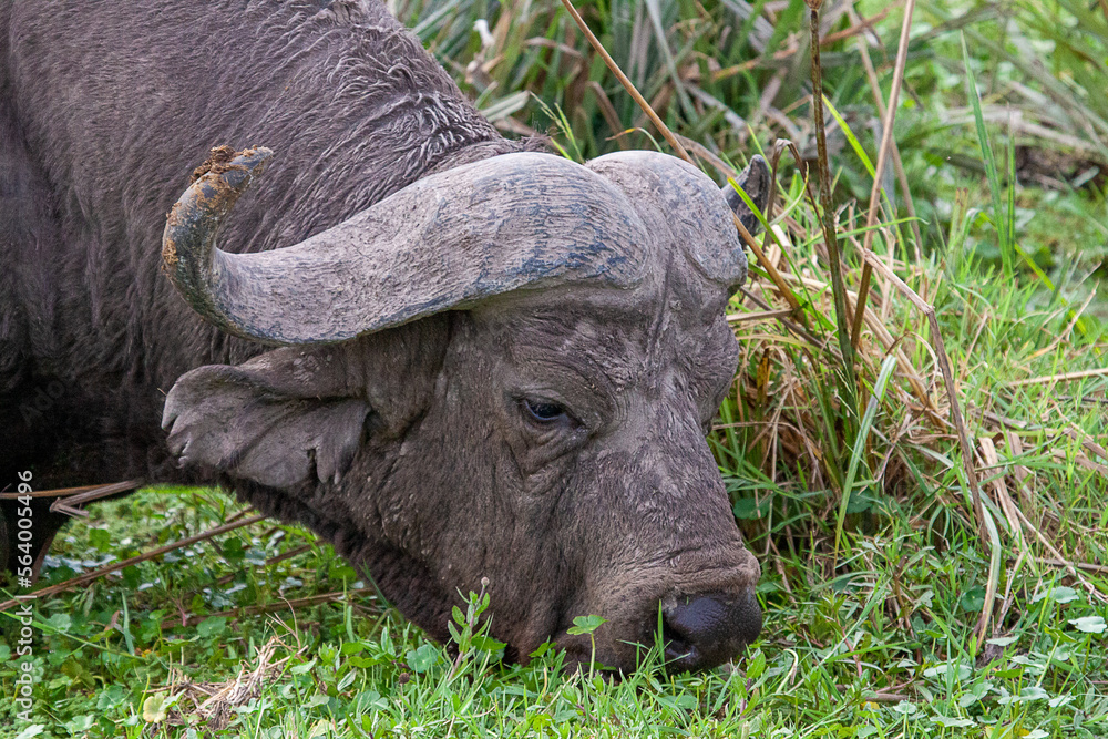 Close-up of cape buffalo(Syncerus caffer) grazing in swamp Close-up of cape buffalo(Syncerus caffer) grazing in swamp