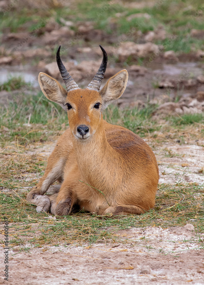 Male impala (Aepyceros melampus) sitting on the ground Male impala (Aepyceros melampus) sitting on the ground