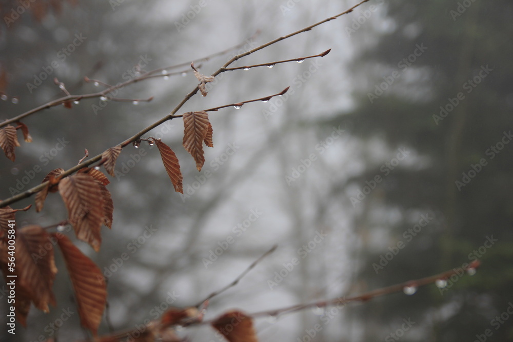 Obraz premium raindrops on tree branches