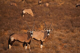 A herd of Oryx grazing in the Kgalagadi Transfrontier Park. South Africa.