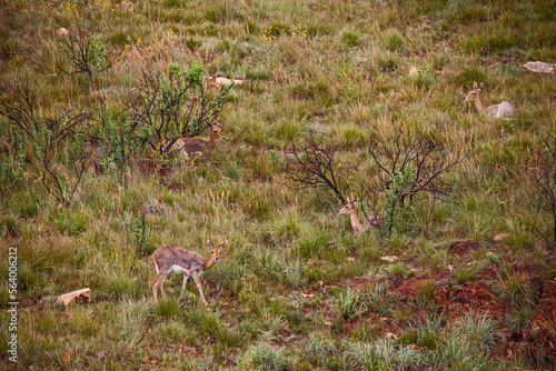 Mountain Reedbuck ( Redunca fulvorufula) 9323 photo