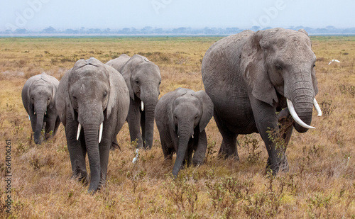 Family of African elephants  Lexodonta africana  walking through dry grass