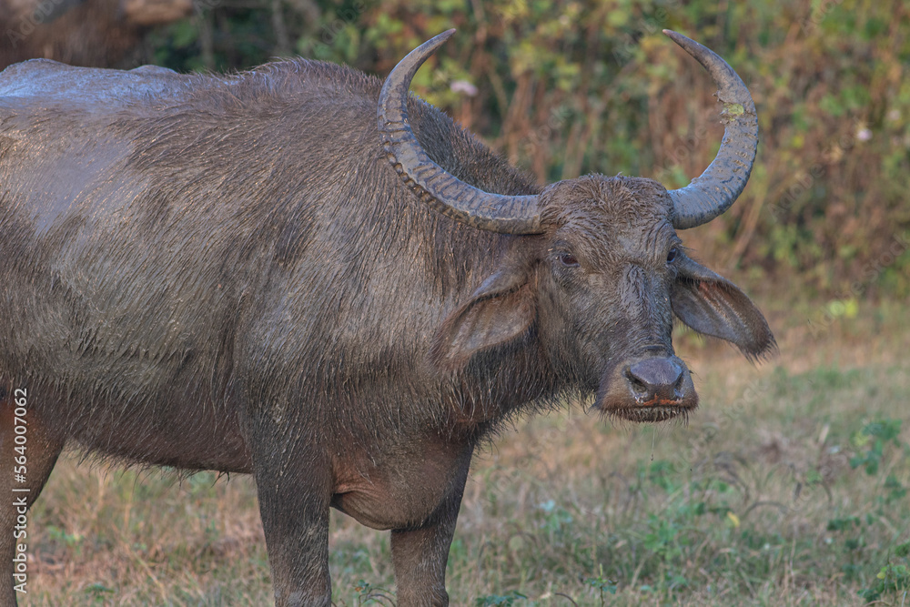 Large adult water buffalo with a big pair of horns; Wild water buffalo walking in Udawalawe National Park, Sri Lanka. 