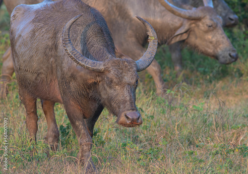 Large adult water buffalo with a big pair of horns  Wild water buffalo walking in Udawalawe National Park  Sri Lanka. 