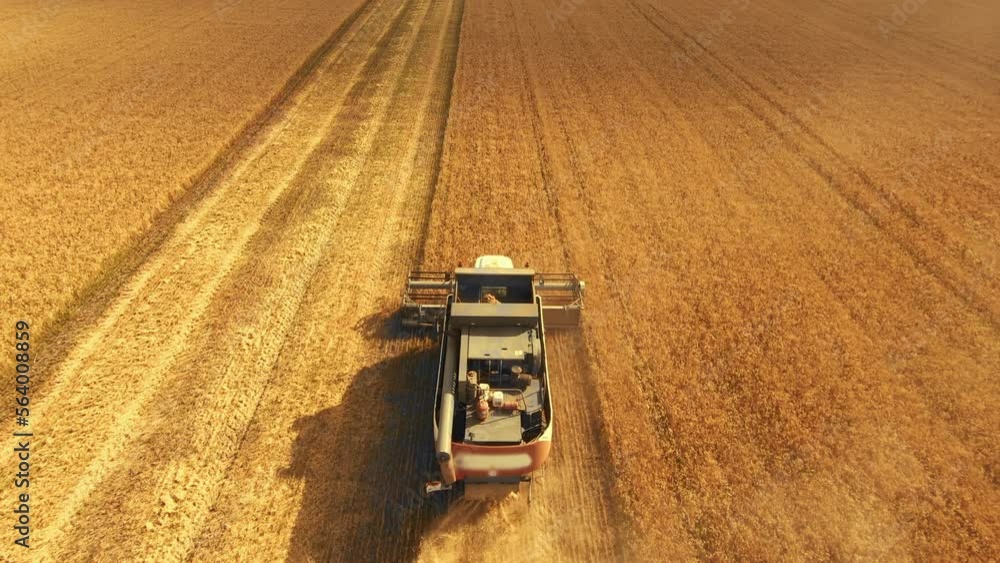 harvesters wheat. harvesters a harvest lifestyle wheat in the field. aerial drone filming harvesting. agriculture business concept. combine tractor mows the wheat harvest gathers grains in the field harvesters wheat. harvesters a harvest lifestyle wheat in the field. aerial drone filming harvesting. agriculture business concept. combine tractor mows the wheat harvest gathers grains in the field