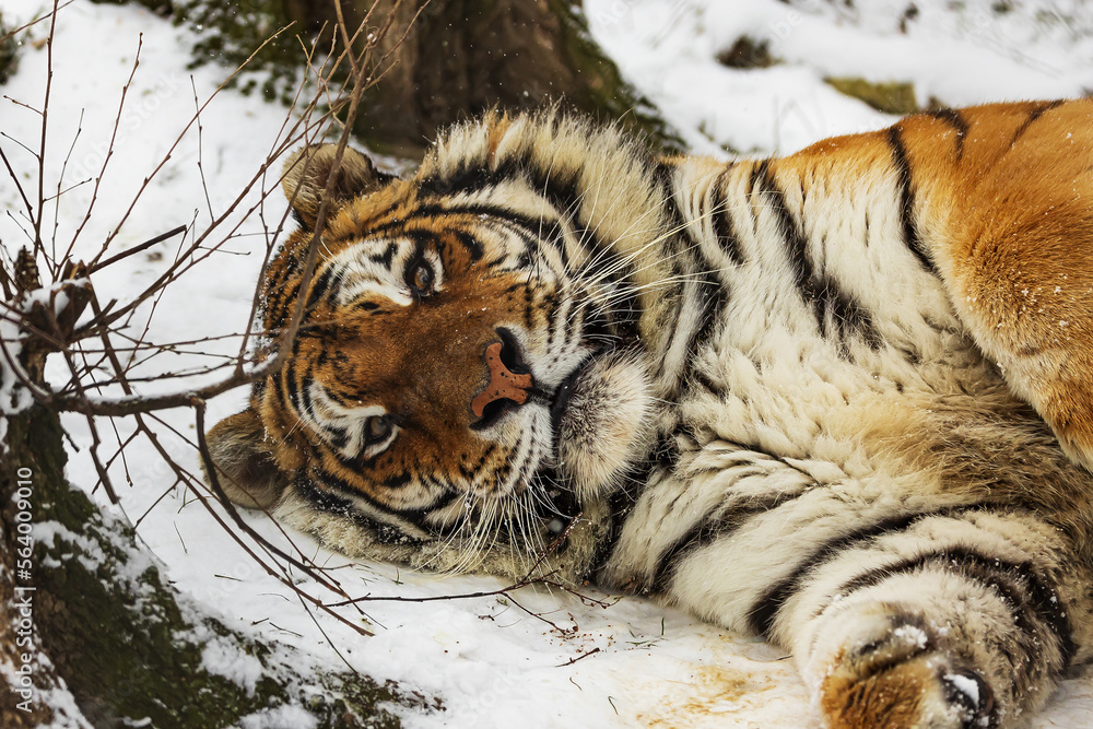 Fototapeta premium Siberian tiger (Panthera tigris tigris) lying in the snow