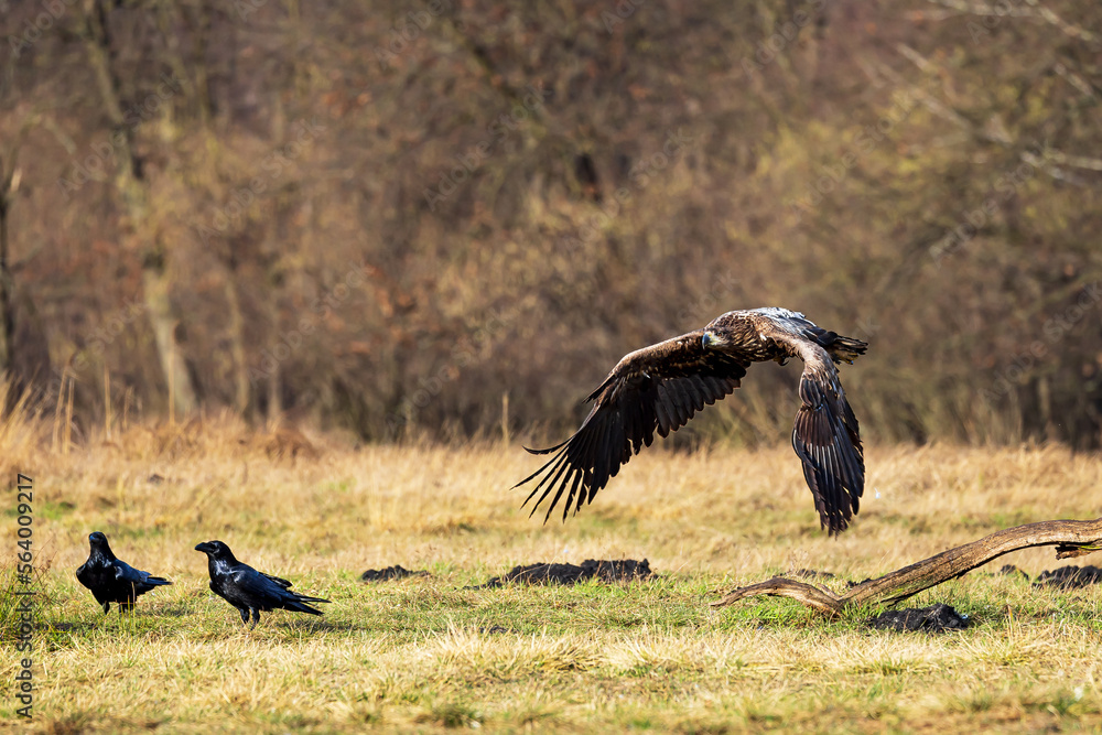 White-tailed eagle (Haliaeetus albicilla) flying close to the ground White-tailed eagle (Haliaeetus albicilla) flying close to the ground