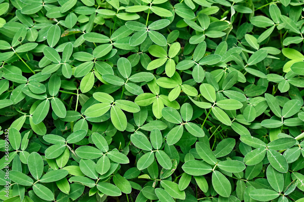 Peanut grass (Arachis repens), plant often used as a forage and ornamental plant Peanut grass (Arachis repens), plant often used as a forage and ornamental plant