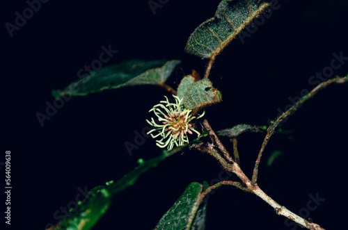 Witch Hazel flower bud in the forest with black background 