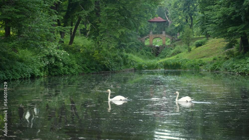 Pair of white swans swimming in the peaceful lake in the beautiful green national park Pair of white swans swimming in the peaceful lake in the beautiful green national park