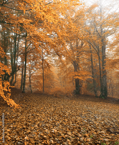 autumn morning forest, spectacular nature scenery 