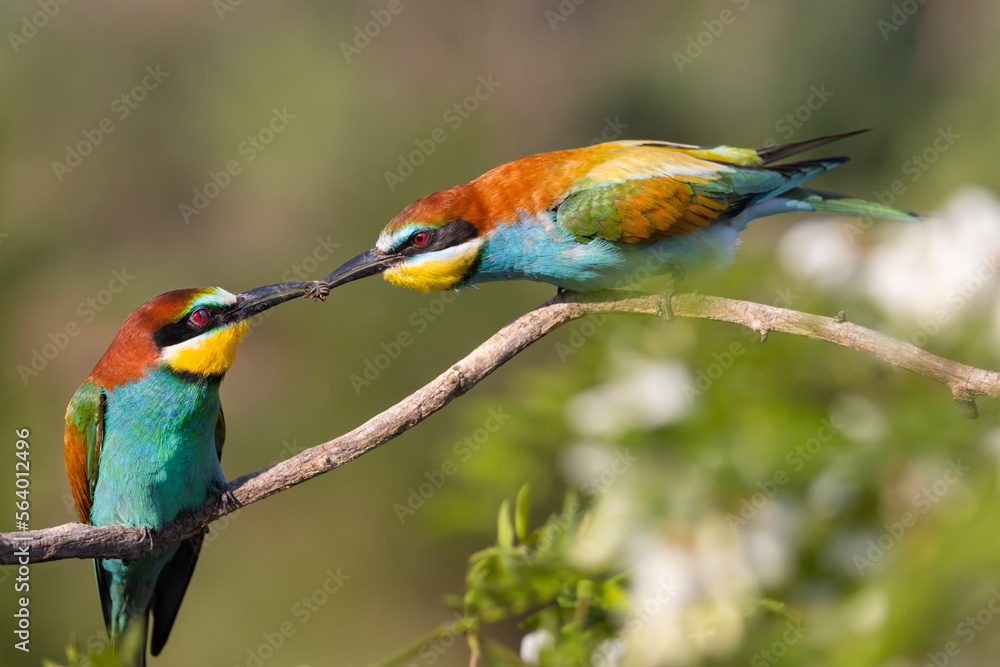 Fototapeta premium spring courtship of beautiful birds