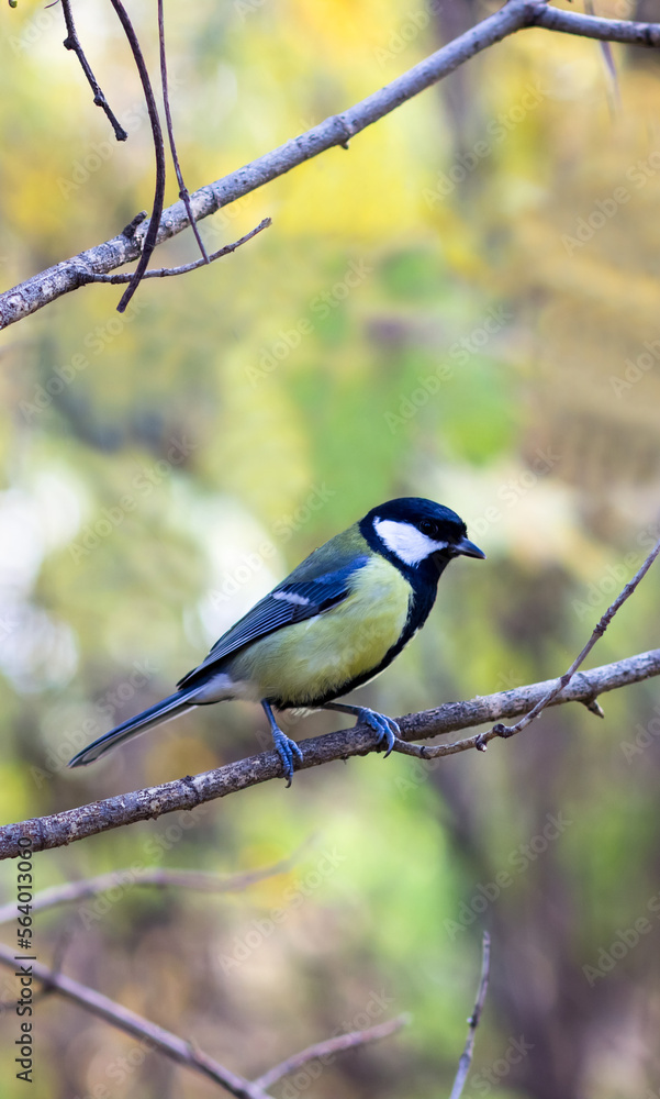 Fototapeta premium A yellow on a branch in a city park. Small yellow feathered animal resting on tiny twig.