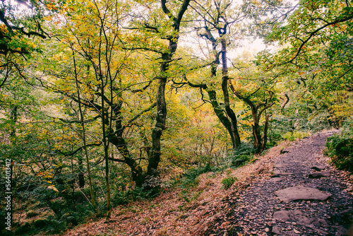 Padley Gorge  colours in this beautiful wooded valley in the Derbyshire Peak District  UK.