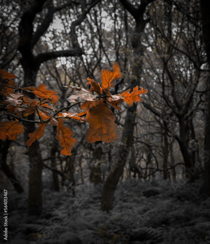 Padley Gorge, colours in this beautiful wooded valley in the Derbyshire Peak District, UK.