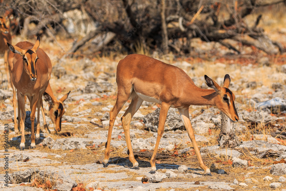 Springbok in natural habitat in Etosha National Park in Namibia. Springbok in natural habitat in Etosha National Park in Namibia.