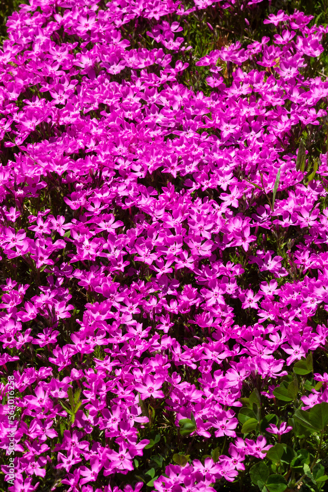 Pink creeping phlox flowers in springtime in Newport, New Hampshire.