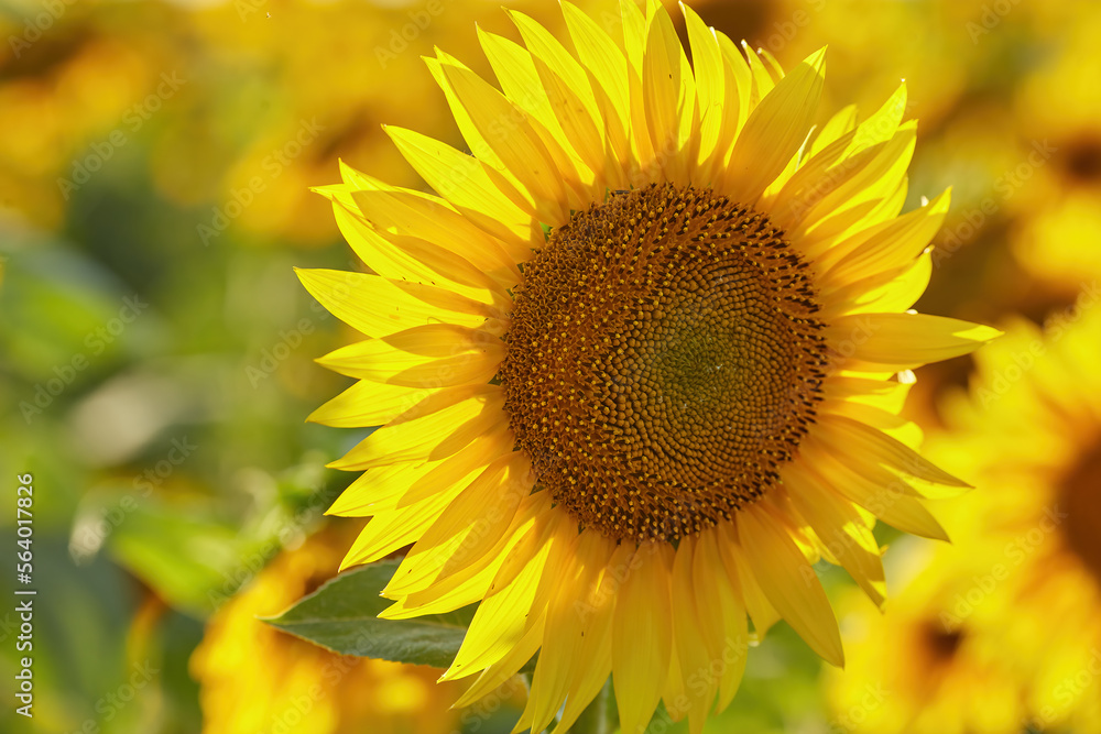 Sunflowers on a market and a little bumblebee. Selective focus Sunflowers on a market and a little bumblebee. Selective focus