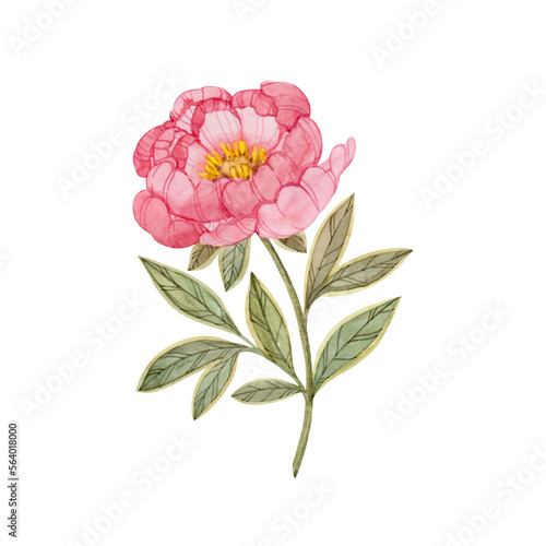 Wallpaper Mural Pink peony flower hand drawn in watercolor and isolated on white background. Botanical stylized illustration of peony. Torontodigital.ca
