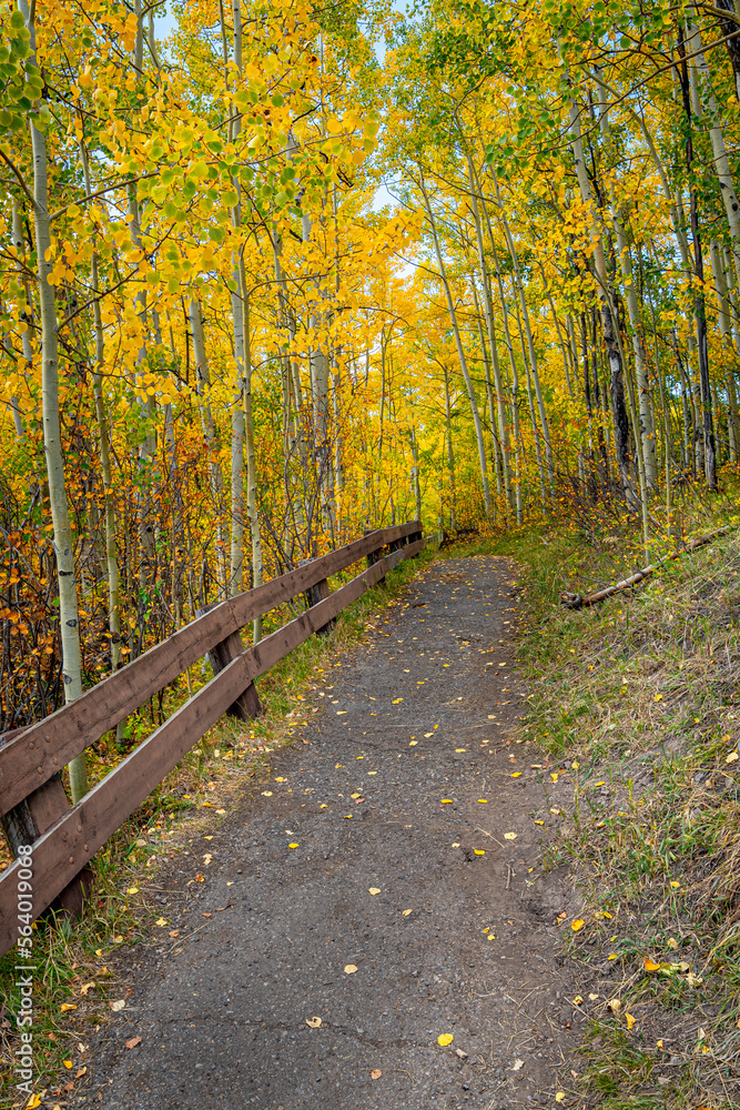 Pathway Through Golden Aspens