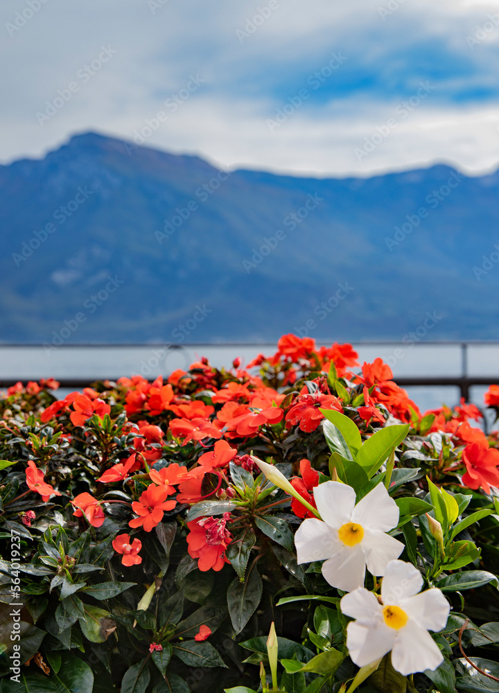 Flowers against the backdrop of mountains in the old town of Limone Sul  Garda Italy